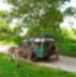 Night Safari Experience at Bali Safari & Marine Park